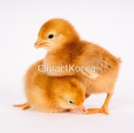 yaytg140013 | 멤버십 해외 포토