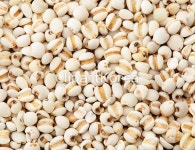 yaytg350059 / JPG - 멤버십 해외작가포토