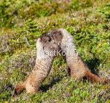 해외작가포토 - 클립아트코리아 :: 통로이미지(주) 2,__적합한콘텐츠,고해상,동물,들판,사람없음,실외,싸움,야생동물,포유류,해외포토