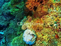 yay13056974 / JPG - 멤버십 해외작가포토