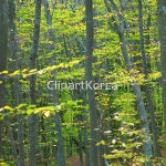해외작가포토 - 클립아트코리아 :: 통로이미지(주)... 봄,비,빛,사람없음,숲,시골,식물,실외,아름다움,아침,안개,야생,여름,오지,일출[일몰],잎,자연... 