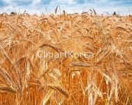 cb107016791 / JPG - 멤버십 해외작가포토