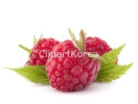 (주) __적합한콘텐츠,나뭇가지,날것,누끼,디저트,라즈베리,묶음,베리,비타민,빨간색,산딸기,스튜디오,신맛,신선,여름,열매,유기농,음식,음식재료,잎... 