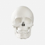 tid020000680 | 멤버십 PNG