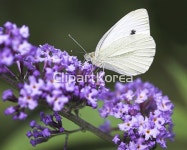 cm08004307 / JPG - 멤버십 해외작가포토