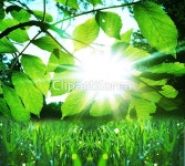 해외작가포토 - 클립아트코리아 :: 통로이미지(주) __적합한콘텐츠,나무,낙하,들판,목재,물방울,봄,식물,신선,실외,아침,여름,원예,이슬,잎,자연... 