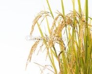 cm08219083 / JPG - 멤버십 해외작가포토