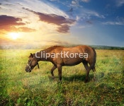 주) __적합한콘텐츠,갈기,갈색,농업,달리기,동물,마을,말[동물],무리,방목,번식,실외,안개,여름,일출[일몰],자연,초록색,태양,파란색,포유류,풀[식물]... 