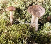 백그라운드,버섯,수집,수확,숙성,숲,시점,신선,요리,유기농,음식,음식재료,자연,주방,주택,즐거움,찾기,채소,채식주의,테이블,포르치니,향기,흰색