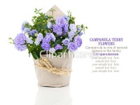 yaytg623203 / JPG - 멤버십 해외작가포토