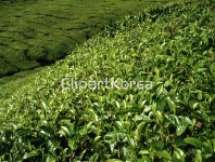 cm08233498 / JPG - 멤버십 해외작가포토