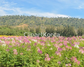 (주) __적합한콘텐츠,개화,계절,꽃,꽃잎,나무,낮,들판,많음,봄,분홍색,산,식물,신선,실외,아름다움,자연,잔디,정원,초록색,컬러풀,파란색,풀밭,하늘...