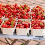 해외작가포토 - 클립아트코리아 :: 통로이미지(주) __적합한콘텐츠,건강,과일,날것,농업,다수,다이어트,디저트,딸기,목재,백그라운드,베리,벼룩시장... 