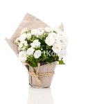 해외작가포토 - 클립아트코리아 :: 통로이미지(주) __적합한콘텐츠,개화,꽃,농장,누끼,도라지,밝음,밸런타인데이,봄,블루벨,생일,선물,성장,식물... 