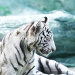 cm08533735 / JPG - 멤버십 해외작가포토