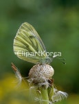 cm08534122 / JPG - 멤버십 해외작가포토