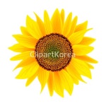 (주) __적합한콘텐츠,개화,계절,그림,금,꽃,꽃가루,꽃잎,노란색,농업,누끼... 일러스트,자연,장식,컬러풀,클로즈업,플로리스트,해바라기,행복,환경,활력