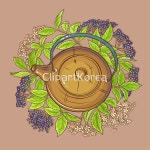 (주) __적합한콘텐츠,개화,건강,검정색,그림,꽃,나뭇가지,나뭇잎,노년,덤불,백그라운드,베리,벡터,신선,약국,약초,열매,와인,유기농,음료,음식... 
