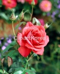 pc003123397 / JPG - 멤버십 해외작가포토