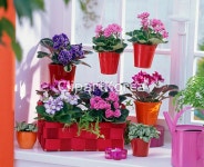 pc003145815 / JPG - 멤버십 해외작가포토