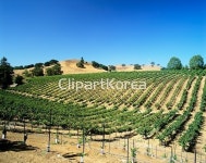 pc003652414 / JPG - 멤버십 해외작가포토