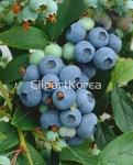 해외작가포토 - 클립아트코리아 :: 통로이미지(주) __적합한콘텐츠,과일,묶음,베리,블루베리,사람없음,식물,신선,실외,음식,음식재료,해외포토... 