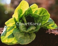 pc003838413 / JPG - 멤버십 해외작가포토
