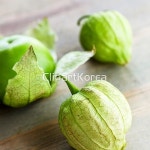 해외작가포토 - 클립아트코리아 :: 통로이미지(주) __적합한콘텐츠,감싸기,덮기,사람없음,신선,음식,음식재료,채소,초록색,클로즈업,토마틸로...
