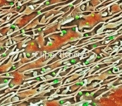 pc004213375 / JPG - 멤버십 해외작가포토