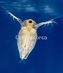 pc004237984 / JPG - 멤버십 해외작가포토