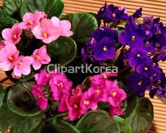 pc004259047 / JPG - 멤버십 해외작가포토