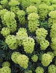 pc004263165 / JPG - 멤버십 해외작가포토