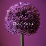 pc004265109 / JPG - 멤버십 해외작가포토