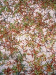 pc004278650 / JPG - 멤버십 해외작가포토