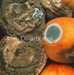 pc004280453 / JPG - 멤버십 해외작가포토