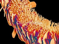 pc004290705 / JPG - 멤버십 해외작가포토