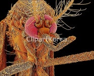 pc004292129 / JPG - 멤버십 해외작가포토