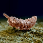 pc004294094 / JPG - 멤버십 해외작가포토