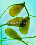 pc004326844 / JPG - 멤버십 해외작가포토