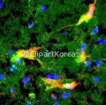 pc004358789 / JPG - 멤버십 해외작가포토