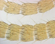 pc004406457 / JPG - 멤버십 해외작가포토