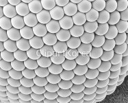 해외작가포토 - 클립아트코리아 :: 통로이미지(주) __적합한콘텐츠,곤충,날씨,눈[시각],모기,모노,무척추동물,벌레,사람,사람없음,수송,스캔,아시아... 