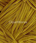 해외작가포토 - 클립아트코리아 :: 통로이미지(주) __적합한콘텐츠,니트,동물,무늬,색,스캔,실,양,양모,옷감,직물,털,텍스타일,해외포토... 