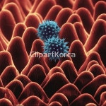 해외작가포토 - 클립아트코리아 :: 통로이미지(주) __적합한콘텐츠,국화,꽃잎,식물,알레르기,해바라기,해외포토,해외프리미엄콜렉션