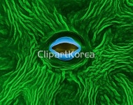 해외작가포토 - 클립아트코리아 :: 통로이미지(주) __적합한콘텐츠,국화,색,식물,해외포토,해외프리미엄콜렉션