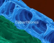 해외작가포토 - 클립아트코리아 :: 통로이미지(주) __적합한콘텐츠,국화,돼지풀,색,식물,해외포토,해외프리미엄콜렉션