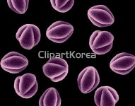 해외작가포토 - 클립아트코리아 :: 통로이미지(주) __적합한콘텐츠,국화,색,식물,해외포토,해외프리미엄콜렉션