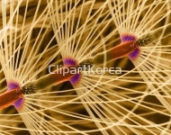 pc004453506 / JPG - 멤버십 해외작가포토