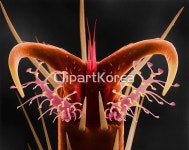 pc004453517 / JPG - 멤버십 해외작가포토