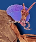 pc004453602 / JPG - 멤버십 해외작가포토